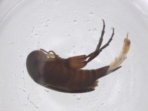  ( - CBG-B05021-H11)  @11 [ ] CreativeCommons - Attribution Share - Alike (2025) Centre for Biodiversity Genomics Centre for Biodiversity Genomics