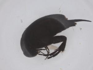  ( - CBG-B05022-B05)  @11 [ ] CreativeCommons - Attribution Share - Alike (2025) Centre for Biodiversity Genomics Centre for Biodiversity Genomics