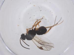  ( - CBG-B05022-D04)  @11 [ ] CreativeCommons - Attribution Share - Alike (2025) Centre for Biodiversity Genomics Centre for Biodiversity Genomics