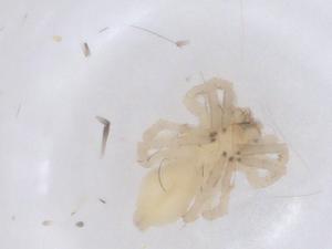  ( - CBG-B05022-E06)  @11 [ ] CreativeCommons - Attribution Share - Alike (2025) Centre for Biodiversity Genomics Centre for Biodiversity Genomics