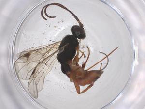  (Mastrus varicoxis - CBG-B05022-H05)  @11 [ ] CreativeCommons - Attribution Share - Alike (2025) Centre for Biodiversity Genomics Centre for Biodiversity Genomics