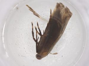  ( - CBG-B05023-A12)  @11 [ ] CreativeCommons - Attribution Share - Alike (2025) Centre for Biodiversity Genomics Centre for Biodiversity Genomics