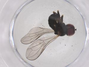  ( - CBG-B05023-D09)  @11 [ ] CreativeCommons - Attribution Share - Alike (2025) Centre for Biodiversity Genomics Centre for Biodiversity Genomics