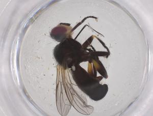  ( - CBG-B05023-E06)  @11 [ ] CreativeCommons - Attribution Share - Alike (2025) Centre for Biodiversity Genomics Centre for Biodiversity Genomics