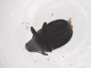  ( - CBG-B05023-H10)  @11 [ ] CreativeCommons - Attribution Share - Alike (2025) Centre for Biodiversity Genomics Centre for Biodiversity Genomics