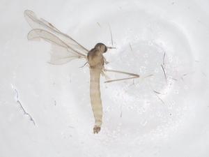  ( - CBG-B20289-D09)  @11 [ ] CreativeCommons - Attribution Share - Alike (2025) Centre for Biodiversity Genomics Centre for Biodiversity Genomics