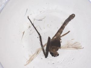  ( - CBG-B20290-F05)  @11 [ ] CreativeCommons - Attribution Share - Alike (2025) Centre for Biodiversity Genomics Centre for Biodiversity Genomics