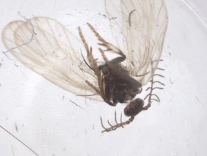  ( - CBG-B20291-C01)  @11 [ ] CreativeCommons - Attribution Share - Alike (2025) Centre for Biodiversity Genomics Centre for Biodiversity Genomics