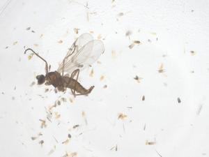  ( - CBG-B20390-B01)  @11 [ ] CreativeCommons - Attribution Share - Alike (2025) Centre for Biodiversity Genomics Centre for Biodiversity Genomics