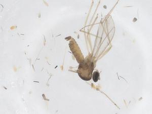  ( - CBG-B20390-E10)  @11 [ ] CreativeCommons - Attribution Share - Alike (2025) Centre for Biodiversity Genomics Centre for Biodiversity Genomics