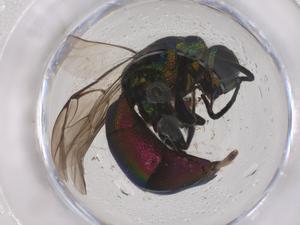  ( - CBG-B20391-D04)  @11 [ ] CreativeCommons - Attribution Share - Alike (2025) Centre for Biodiversity Genomics Centre for Biodiversity Genomics