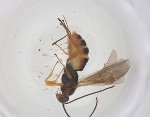  ( - CBG-B20392-A04)  @11 [ ] CreativeCommons - Attribution Share - Alike (2025) Centre for Biodiversity Genomics Centre for Biodiversity Genomics