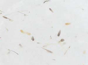  ( - CBG-B20392-A08)  @11 [ ] CreativeCommons - Attribution Share - Alike (2025) Centre for Biodiversity Genomics Centre for Biodiversity Genomics