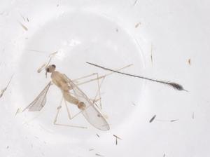  ( - CBG-B20393-F10)  @11 [ ] CreativeCommons - Attribution Share - Alike (2025) Centre for Biodiversity Genomics Centre for Biodiversity Genomics