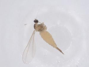  (Rhopalomyia struma - CBG-B20747-C10)  @11 [ ] CreativeCommons - Attribution Share - Alike (2025) Centre for Biodiversity Genomics Centre for Biodiversity Genomics