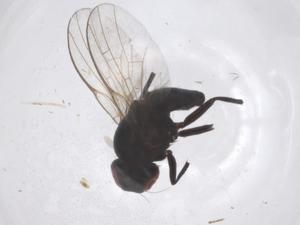  ( - CBG-B20748-H09)  @11 [ ] CreativeCommons - Attribution Share - Alike (2025) Centre for Biodiversity Genomics Centre for Biodiversity Genomics