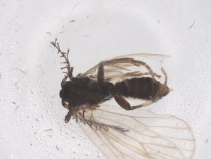  ( - CBG-B20930-F11)  @11 [ ] CreativeCommons - Attribution Share - Alike (2025) Centre for Biodiversity Genomics Centre for Biodiversity Genomics