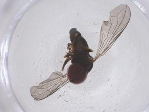  ( - CBG-B20931-F11)  @11 [ ] CreativeCommons - Attribution Share - Alike (2025) Centre for Biodiversity Genomics Centre for Biodiversity Genomics