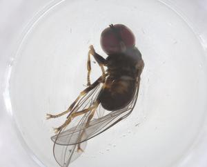  ( - CBG-B20932-B01)  @11 [ ] CreativeCommons - Attribution Share - Alike (2025) Centre for Biodiversity Genomics Centre for Biodiversity Genomics