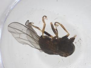  ( - CBG-B20932-B04)  @11 [ ] CreativeCommons - Attribution Share - Alike (2025) Centre for Biodiversity Genomics Centre for Biodiversity Genomics