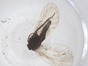  ( - CBG-B20932-C05)  @11 [ ] CreativeCommons - Attribution Share - Alike (2025) Centre for Biodiversity Genomics Centre for Biodiversity Genomics