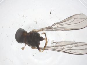  ( - CBG-B20932-D01)  @11 [ ] CreativeCommons - Attribution Share - Alike (2025) Centre for Biodiversity Genomics Centre for Biodiversity Genomics