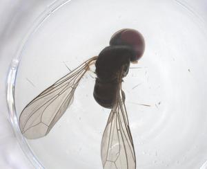  ( - CBG-B20932-E01)  @11 [ ] CreativeCommons - Attribution Share - Alike (2025) Centre for Biodiversity Genomics Centre for Biodiversity Genomics