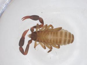  (Dactylochelifer latreillii - CBG-B20932-E05)  @11 [ ] CreativeCommons - Attribution Share - Alike (2025) Centre for Biodiversity Genomics Centre for Biodiversity Genomics