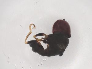  ( - CBG-B20933-A02)  @11 [ ] CreativeCommons - Attribution Share - Alike (2025) Centre for Biodiversity Genomics Centre for Biodiversity Genomics