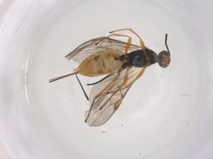  ( - CBG-B20933-A05)  @11 [ ] CreativeCommons - Attribution Share - Alike (2025) Centre for Biodiversity Genomics Centre for Biodiversity Genomics