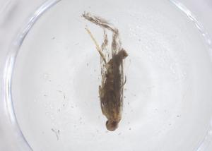  ( - CBG-B20935-C10)  @11 [ ] CreativeCommons - Attribution Share - Alike (2025) Centre for Biodiversity Genomics Centre for Biodiversity Genomics