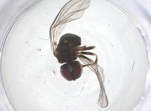  ( - CBG-B20935-H01)  @11 [ ] CreativeCommons - Attribution Share - Alike (2025) Centre for Biodiversity Genomics Centre for Biodiversity Genomics