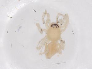  ( - CBG-B20936-C06)  @11 [ ] CreativeCommons - Attribution Share - Alike (2025) Centre for Biodiversity Genomics Centre for Biodiversity Genomics