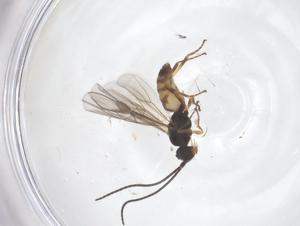  ( - CBG-B20937-H10)  @11 [ ] CreativeCommons - Attribution Share - Alike (2025) Centre for Biodiversity Genomics Centre for Biodiversity Genomics