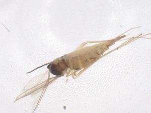  ( - CBG-B20938-E12)  @11 [ ] CreativeCommons - Attribution Share - Alike (2025) Centre for Biodiversity Genomics Centre for Biodiversity Genomics