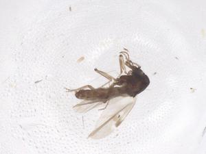  ( - CBG-B20938-G12)  @11 [ ] CreativeCommons - Attribution Share - Alike (2025) Centre for Biodiversity Genomics Centre for Biodiversity Genomics