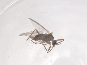  ( - CBG-B20938-H02)  @11 [ ] CreativeCommons - Attribution Share - Alike (2025) Centre for Biodiversity Genomics Centre for Biodiversity Genomics