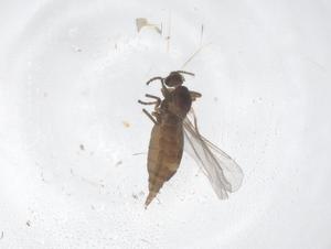  ( - CBG-B20939-G12)  @11 [ ] CreativeCommons - Attribution Share - Alike (2025) Centre for Biodiversity Genomics Centre for Biodiversity Genomics