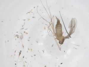  (Neurepidosis minuta - CBG-B20940-C04)  @11 [ ] CreativeCommons - Attribution Share - Alike (2025) Centre for Biodiversity Genomics Centre for Biodiversity Genomics