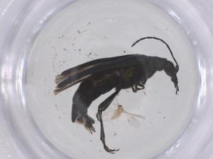  ( - CBG-B20941-D09)  @11 [ ] CreativeCommons - Attribution Share - Alike (2025) Centre for Biodiversity Genomics Centre for Biodiversity Genomics