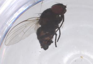  ( - CBG-B20941-D12)  @11 [ ] CreativeCommons - Attribution Share - Alike (2025) Centre for Biodiversity Genomics Centre for Biodiversity Genomics