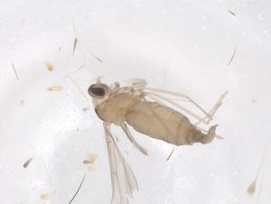  ( - CBG-B20942-D02)  @11 [ ] CreativeCommons - Attribution Share - Alike (2025) Centre for Biodiversity Genomics Centre for Biodiversity Genomics