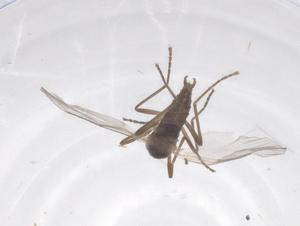  ( - CBG-B20942-D12)  @11 [ ] CreativeCommons - Attribution Share - Alike (2025) Centre for Biodiversity Genomics Centre for Biodiversity Genomics