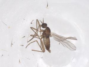  ( - CBG-B20942-E04)  @11 [ ] CreativeCommons - Attribution Share - Alike (2025) Centre for Biodiversity Genomics Centre for Biodiversity Genomics