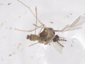  ( - CBG-B20942-E05)  @11 [ ] CreativeCommons - Attribution Share - Alike (2025) Centre for Biodiversity Genomics Centre for Biodiversity Genomics