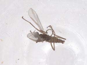  ( - CBG-B20942-F02)  @11 [ ] CreativeCommons - Attribution Share - Alike (2025) Centre for Biodiversity Genomics Centre for Biodiversity Genomics