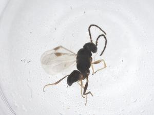  ( - CBG-B20943-F12)  @11 [ ] CreativeCommons - Attribution Share - Alike (2025) Centre for Biodiversity Genomics Centre for Biodiversity Genomics
