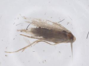  ( - CBG-B20955-C04)  @11 [ ] CreativeCommons - Attribution Share - Alike (2025) Centre for Biodiversity Genomics Centre for Biodiversity Genomics