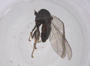  ( - CBG-B20975-A08)  @11 [ ] CreativeCommons - Attribution Share - Alike (2025) Centre for Biodiversity Genomics Centre for Biodiversity Genomics