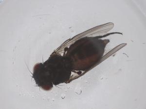  ( - CBG-B20975-A11)  @11 [ ] CreativeCommons - Attribution Share - Alike (2025) Centre for Biodiversity Genomics Centre for Biodiversity Genomics